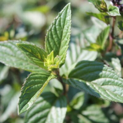 Cœur Nature Atelier Herboristerie Decouverte des Plantes