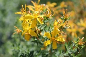 Cœur Nature Fleurs Jaune