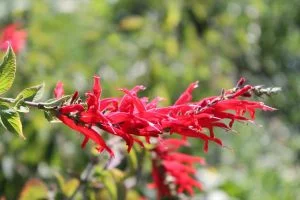 Cœur Nature Fleurs Rouge